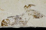 Three Cretaceous Fossil Shrimp Plate - Lebanon #107415-2